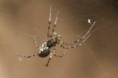 /album/linyphiidae/neriene-montana-a-jpg/